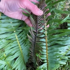 Blechnum nudum at Cotter River, ACT - 19 Aug 2023 09:03 AM