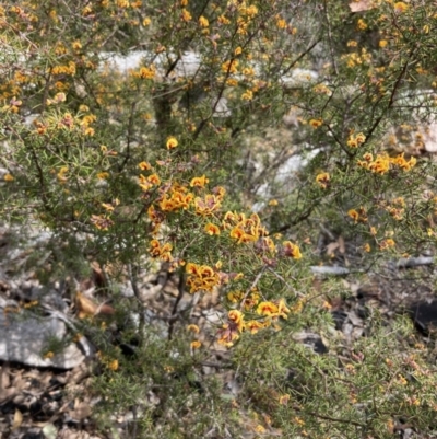 Dillwynia sieberi (Sieber's Parrot Pea) at Bullen Range - 19 Aug 2023 by NickiTaws