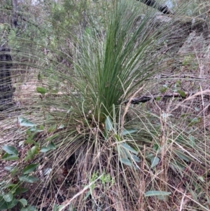 Xanthorrhoea glauca subsp. angustifolia at Paddys River, ACT - suppressed