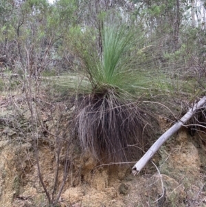 Xanthorrhoea glauca subsp. angustifolia at Paddys River, ACT - suppressed