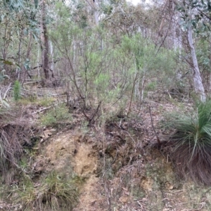 Xanthorrhoea glauca subsp. angustifolia at Paddys River, ACT - suppressed