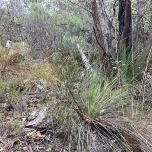 Xanthorrhoea glauca subsp. angustifolia at Paddys River, ACT - 19 Aug 2023