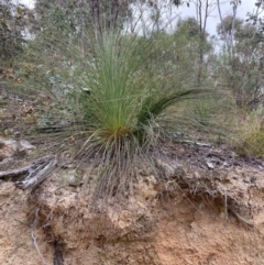 Xanthorrhoea glauca subsp. angustifolia (Grey Grass-tree) at Paddys River, ACT - 19 Aug 2023 by NickiTaws