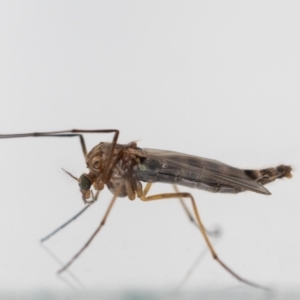 Chironomidae (family) at Jerrabomberra, NSW - suppressed