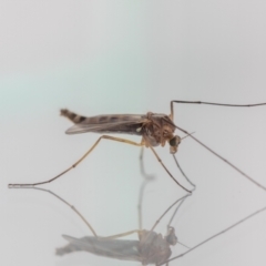 Chironomidae (family) at Jerrabomberra, NSW - suppressed