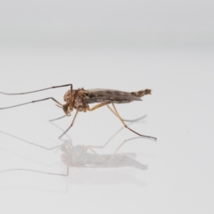 Chironomidae (family) at Jerrabomberra, NSW - suppressed