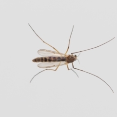 Chironomidae (family) at Jerrabomberra, NSW - suppressed