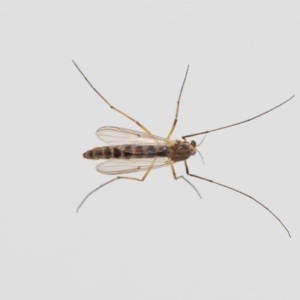 Chironomidae (family) at Jerrabomberra, NSW - suppressed