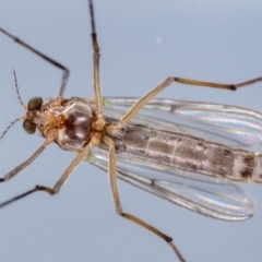 Chironomidae (family) at Jerrabomberra, NSW - suppressed