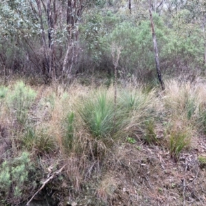 Xanthorrhoea glauca subsp. angustifolia at Paddys River, ACT - 19 Aug 2023