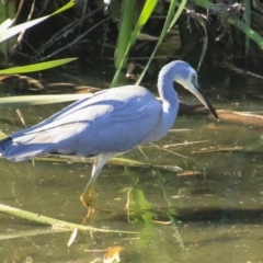 Egretta novaehollandiae (White-faced Heron) at Mount Coot-Tha, QLD - 13 Aug 2023 by AlisonMilton