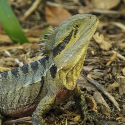 Intellagama lesueurii lesueurii (Eastern Water Dragon) at Mount Coot-Tha, QLD - 13 Aug 2023 by AlisonMilton