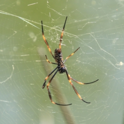 Trichonephila edulis at Toowong, QLD - 13 Aug 2023 by AlisonMilton