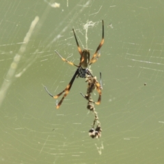 Trichonephila plumipes at Toowong, QLD - 13 Aug 2023 01:06 PM