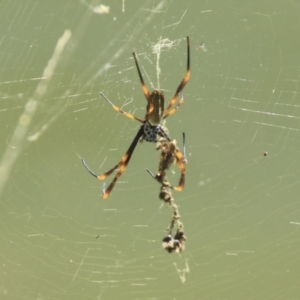 Trichonephila plumipes at Toowong, QLD - 13 Aug 2023 01:06 PM