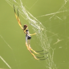 Trichonephila plumipes at Toowong, QLD - 13 Aug 2023 01:06 PM