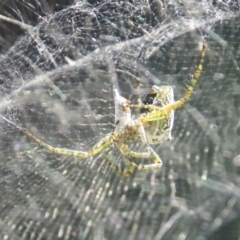 Unidentified Orb-weaving spider (several families) at Mount Coot-Tha, QLD - 13 Aug 2023 by AlisonMilton
