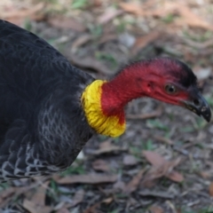 Alectura lathami (Australian Brush-turkey) at Como, QLD - 3 Aug 2023 by AlisonMilton