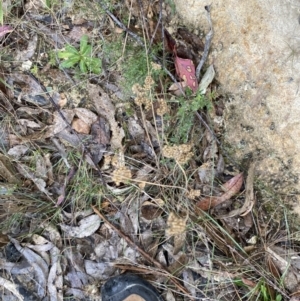 Juncus filicaulis at Paddys River, ACT - 13 Aug 2023