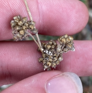 Juncus filicaulis at Paddys River, ACT - 13 Aug 2023