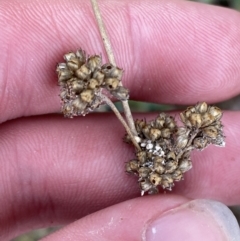 Juncus filicaulis at Paddys River, ACT - 13 Aug 2023