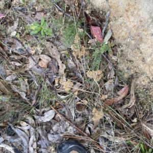 Juncus filicaulis at Paddys River, ACT - 13 Aug 2023