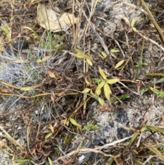 Persicaria prostrata (Creeping Knotweed) at Namadgi National Park - 13 Aug 2023 by Tapirlord