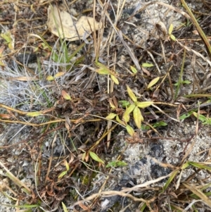 Persicaria prostrata at Paddys River, ACT - 13 Aug 2023 03:17 PM