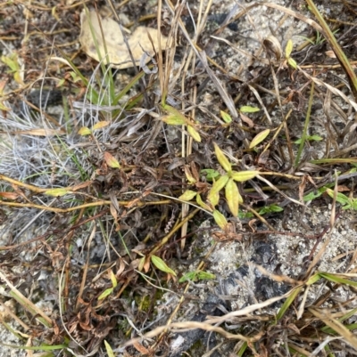 Persicaria prostrata (Creeping Knotweed) at Paddys River, ACT - 13 Aug 2023 by Tapirlord