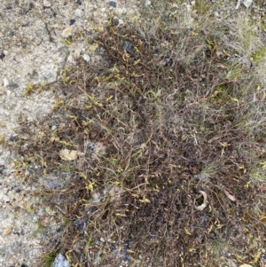 Persicaria prostrata at Paddys River, ACT - 13 Aug 2023