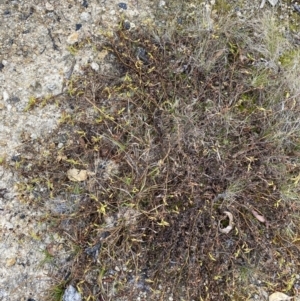 Persicaria prostrata at Paddys River, ACT - 13 Aug 2023