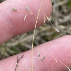 Eragrostis brownii (Common Love Grass) at Gibraltar Pines - 13 Aug 2023 by Tapirlord