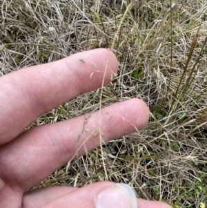 Eragrostis brownii at Paddys River, ACT - 13 Aug 2023 03:16 PM