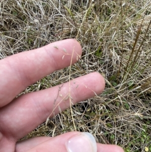 Eragrostis brownii at Paddys River, ACT - 13 Aug 2023 03:16 PM