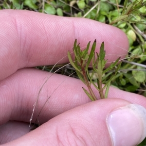 Haloragis heterophylla at Paddys River, ACT - 13 Aug 2023