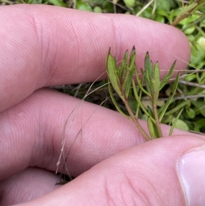 Haloragis heterophylla at Paddys River, ACT - 13 Aug 2023 03:16 PM