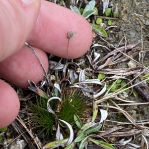 Centrolepis strigosa at Paddys River, ACT - 13 Aug 2023