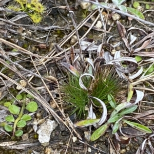 Centrolepis strigosa at Paddys River, ACT - 13 Aug 2023