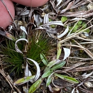 Centrolepis strigosa at Paddys River, ACT - 13 Aug 2023