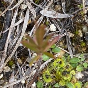 Drosera gunniana at Paddys River, ACT - 13 Aug 2023 03:14 PM