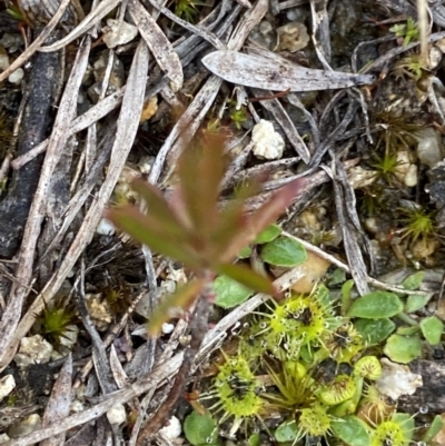 Drosera gunniana (Pale Sundew) at Gibraltar Pines - 13 Aug 2023 by Tapirlord