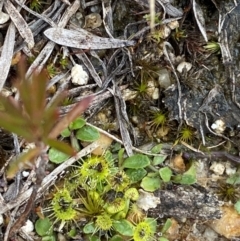 Drosera gunniana at Paddys River, ACT - 13 Aug 2023 03:14 PM