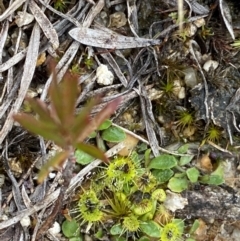 Drosera gunniana at Paddys River, ACT - 13 Aug 2023 03:14 PM