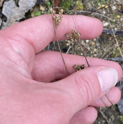Juncus subsecundus (Finger Rush) at Gibraltar Pines - 13 Aug 2023 by Tapirlord