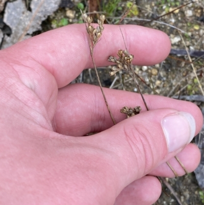 Juncus subsecundus (Finger Rush) at Paddys River, ACT - 13 Aug 2023 by Tapirlord