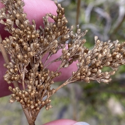 Juncus sarophorus (Broom Rush) at Gibraltar Pines - 13 Aug 2023 by Tapirlord