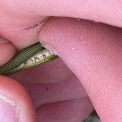 Juncus sarophorus at Paddys River, ACT - 13 Aug 2023