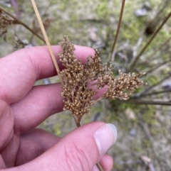 Juncus sarophorus at Paddys River, ACT - 13 Aug 2023