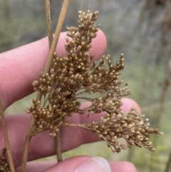 Juncus sarophorus at Paddys River, ACT - 13 Aug 2023 03:12 PM