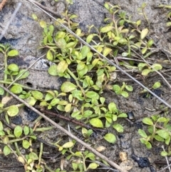 Isotoma fluviatilis subsp. australis (Swamp Isotome) at Paddys River, ACT - 13 Aug 2023 by Tapirlord